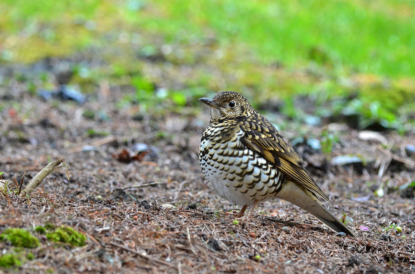 image White's Thrush